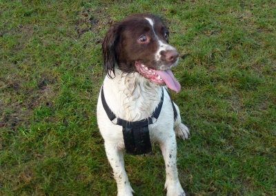 springer spaniel daisy