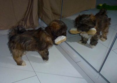 puppy looking at reflection of himself