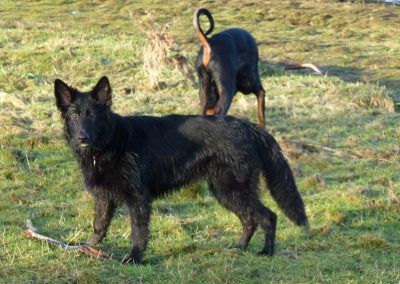 Geman shephard puppy