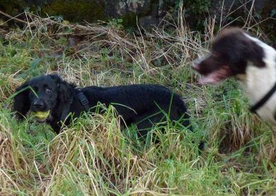 spaniels at play