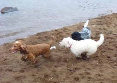 Dogs chasing dog on the beach