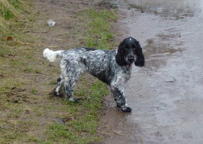 blue roan cocker spaniel