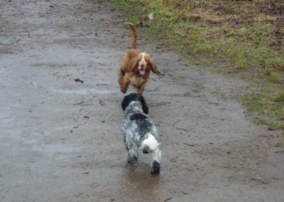 blue roan cocker spaniel and golder cocker spaniel