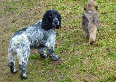 cocker spaniel and lhasa apso