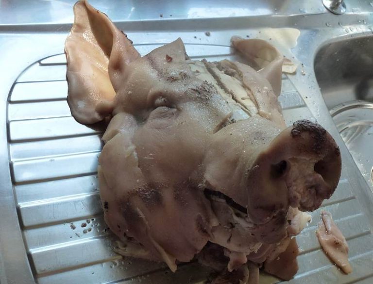 boiled pigs head
