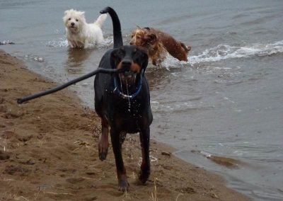 doberman with stick