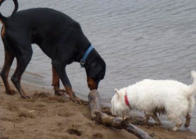 Doberman and westie sniffing a large stick on beach