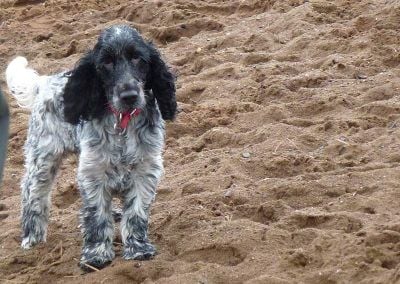 Blue roan cocker spaniel