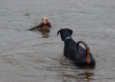 dog retrieving stick from water