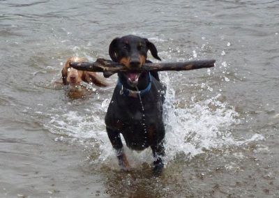 dog taking stick from other dog