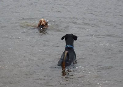 dog swimming back to shore with stick