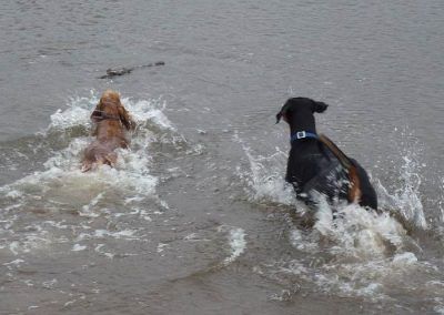 dogs splashing in river