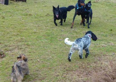 dogs meeting new dog