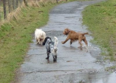 dogs running