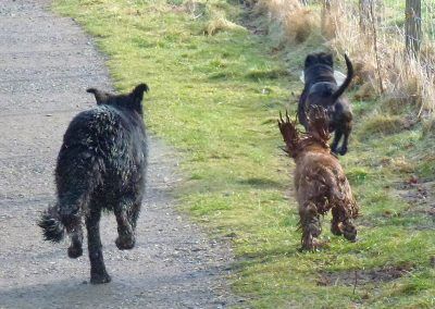 dogs chasinf staffy