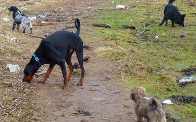 dogs sniffing the beach