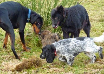 dogs walking with puppy