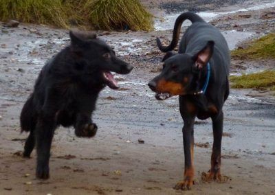 Dogs running side by side