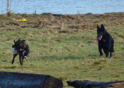 gsd-puppy-chasing-staffie