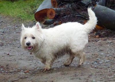 Fat West highland terrier