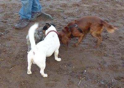 lhasa apso jack russell