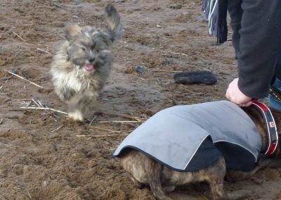 lhasa apso staffordshire bull terrier