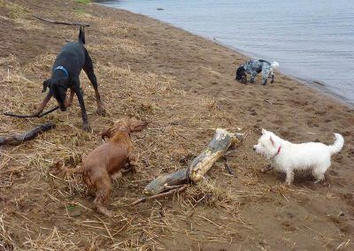 pack dog walking