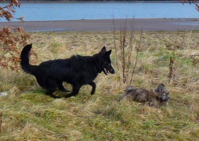 lhasa apso pup being chased by german shepherd pup