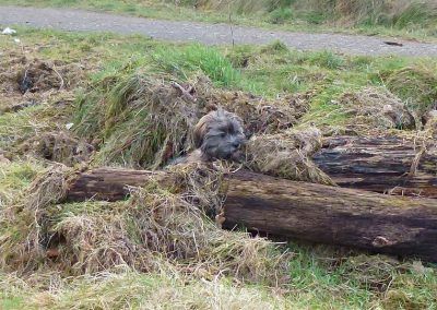 puppy hiding