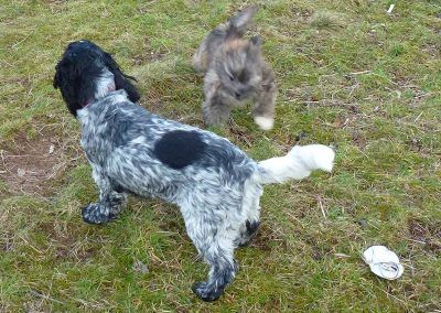 lhasa apso puppy running