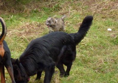 puppy socialisation