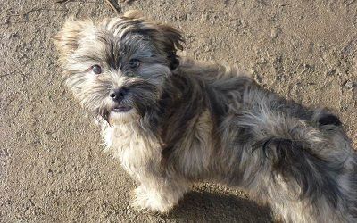 Ruffles! lhasa apso pup