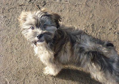 lhasa apso pup
