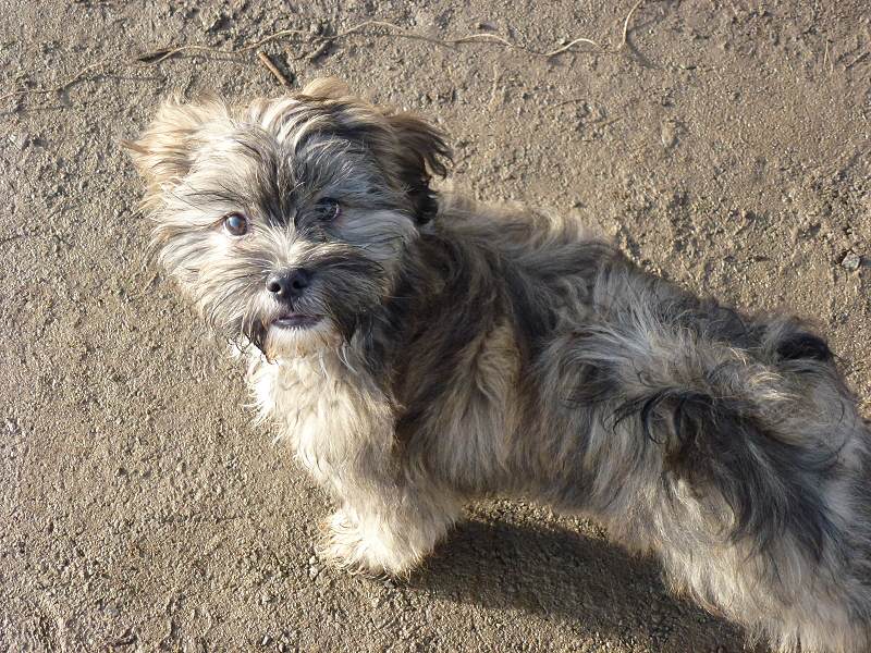 lhasa apso pup