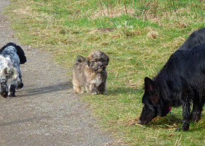 puppy watching dogs