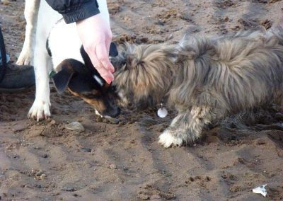 pups getting treats