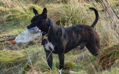 Rex is a real good looker! staffy with bottle