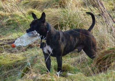staffy with bottle