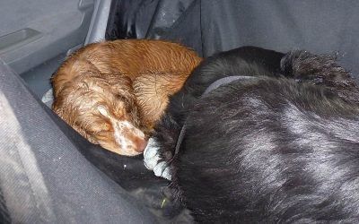 Penny curled up and sleeping! cocker spaniel sleeping