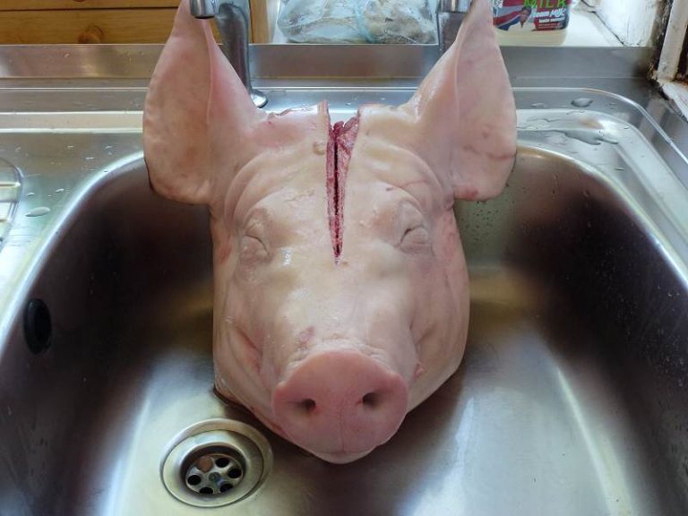 butchered pig head