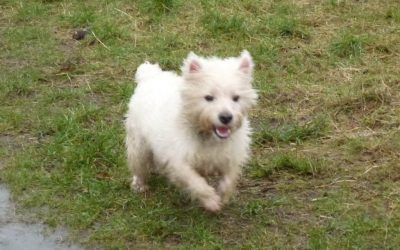 heavy west highland terrier