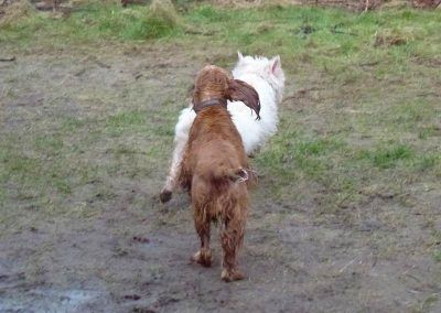 west highland terrier running