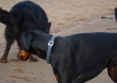 Doberman watching german shepherd