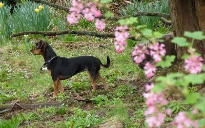 Wee Chillie enjoying the gardens dog flowers