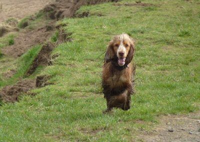 cocker spaniel comes for a treat