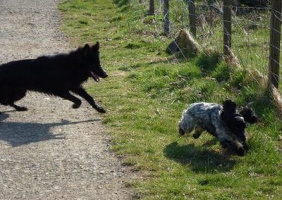 puppy chasing dog
