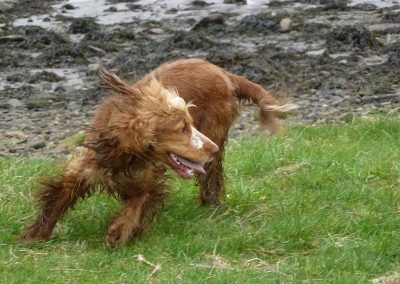 golden cocker spaniel action
