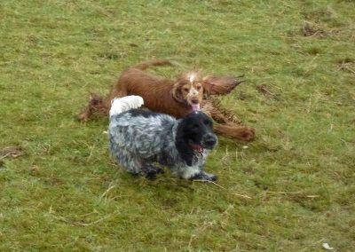 cocker spaniels playing
