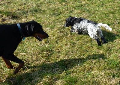 doberman and cocker spaniel