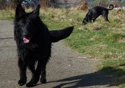 doberman and german shepherd